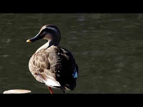 涙の渡り鳥(昭和8年）小林千代子
