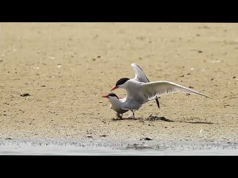 Breeding Rituals of the Common Tern