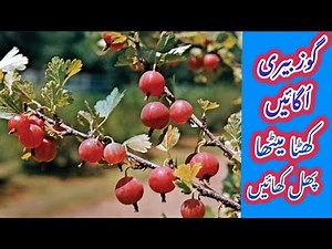 How to Grow Gooseberry Plant | Care, Harvest and Fertilize Gooseberry