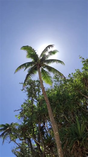 Samoa 🇼🇸 #fypシ゚viral #samoan #polytiktok