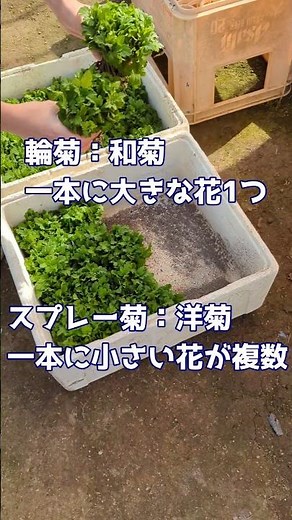 【菊】スプレー菊のプラグ植え #北海道 #農業 #農作業 #洋菊 #菊農家