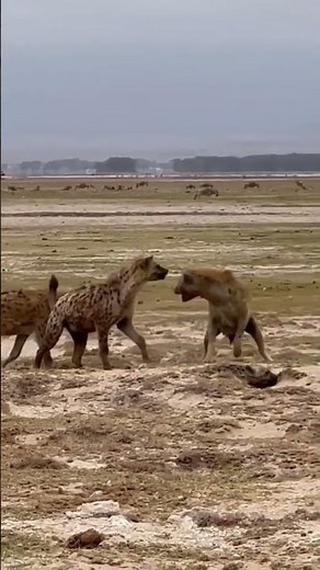 A rare sighting of male spotted hyenas ready to mate with the female