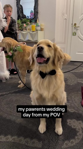 Dog's Perspective on Our Wedding Day | Dogs at Wedding