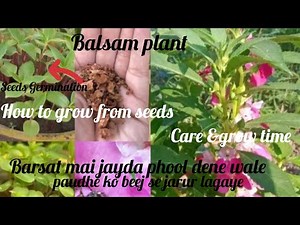 Best 👌 Flowering Plant_Balsam Care ll How To Grow And Care Balsam Plant 🪴