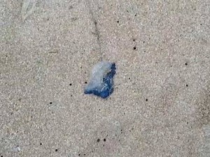 Scores of blue bottle jellyfish also known as Portuguese man-of-war were spotted across the beaches of Mumbai, causing panic and fear among the people. Several people were injured and were left in pain after the venomous jellyfish attacked them. Read more here: https://goo.gl/CxeW9Z | NDTV