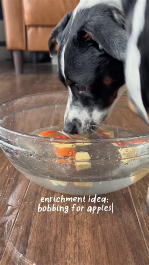 lifewithgusandluna on Instagram: "Bobbing for apples… but make it dog enrichment 🍎🐾 Just apple chunks + a bowl of water Perfect for a quick enrichment when your dog needs some mental stimulation. ⚠️ Supervise, use bite-size pieces, and skip if your dog isn’t comfy with water. #dogenrichment #canineenrichment #enrichmentideas #dogactivities #dogmomlife"