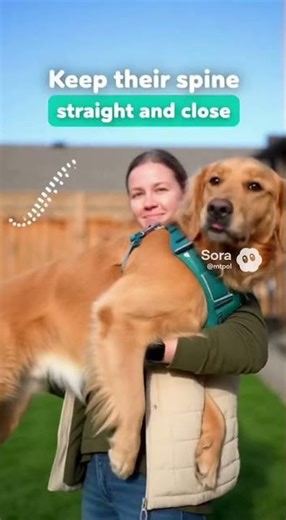 How to Safely Hold a Big Dog