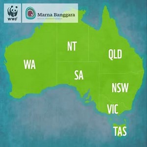 ✈️ It’s been an epic journey for bettongs from Western Australia and Wedge Island! An additional 80 bettongs have recently joined the pioneering population that was introduced on Yorke Peninsula in South Australia last year. This is part of Marna Banggara, an ambitious and collaborative project to reintroduce locally extinct species back to Yorke Peninsula and restore this spectacular landscape. The new bettongs will hopefully help boost the genetic diversity of the population. #MarnaBanggara #L