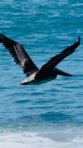 #pelicans #birds #birding #birdwatching #beach #ocean #nature #wildlife #pelican