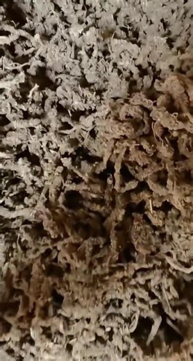 Valeriana Officinalis L. Valerian Root/Radix Et Rhizoma Valerianae/Valeriana Fauriei Briquet