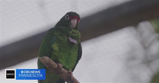 The Puerto Rican parrot struggles to thrive due to changes in the climate