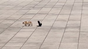 Cat and Its Annoying Bird