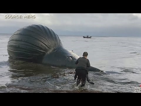 Bloated dead whale named Spike washes ashore on British Columbia beach