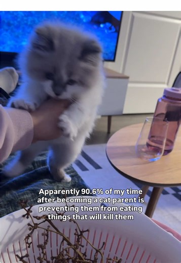 Sorry guys, I have my Google Calendar all booked up to sit here and make sure she lives 😭😭😭 I swear the more that I google what is dangerous for cats, what they need, how to be a good cat parent, I just end up getting more stressed lol but it’s really not too difficult when you take it day by day. #kitten #cat #cutecat #funny #catsoftiktok