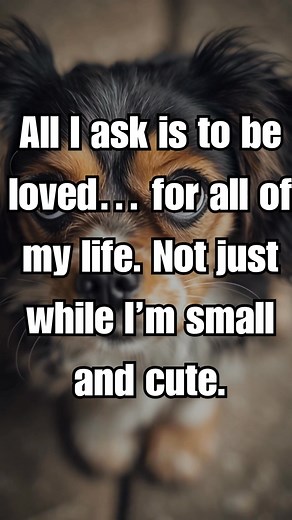 Dogs are gifts from god, we must protect them with all our might #dogs | Cute Pet Planet