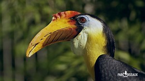 121K views · 591 reactions | LE PARC DES OISEAUX, UN MONDE A PARTAGER Nous vous offrons un véritable TOUR DU MONDE à vol d'oiseaux | Parc des Oiseaux | Facebook