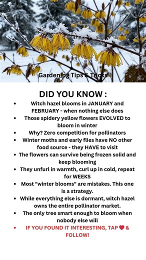 Everything is dead. Frozen. Dormant. Except this. 🌟 Witch hazel blooms in the middle of winter. On purpose. Not a mistake. Not climate confusion. STRATEGY. When nothing else blooms, pollinators have zero options. Winter moths. Early flies. They wake up on warm days with nowhere to go. Except witch hazel. The only flower in town. Zero competition. 100% of available pollinators. The flowers are spidery yellow ribbons. Weird looking. Alien almost. They evolved to survive freezing. Temperature drop