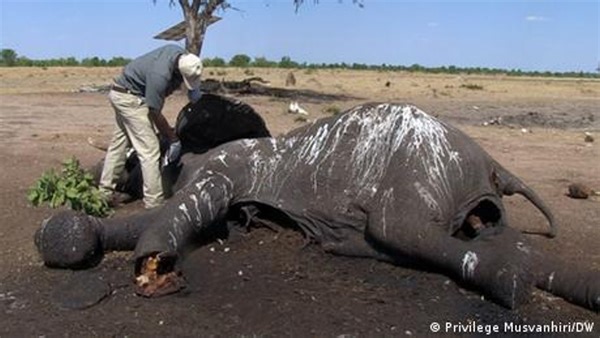 Zimbabwe: Climate change kills scores of elephants