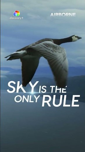 Airborne: Soar with the World's Most Extraordinary Birds 🦅 | Now Streaming on Discovery+