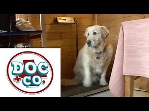 Übergewicht beim Hund