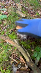 30K views · 254 reactions | ✨ BOLETUS EDULIS – EL REY DEL MONTE...