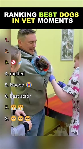 Ranking the Funniest Dogs Facing the Vet in the Most RIDICULOUS Ways! 🤣 Best Vet Moments 2026