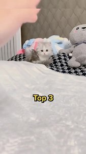 Top 3 most affectionate cat breeds! 😻✨ | Cuddles & Meow