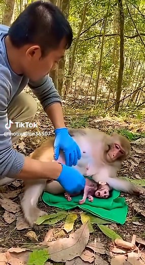 A Heartwarming Little Monkey Birth in the Jungle