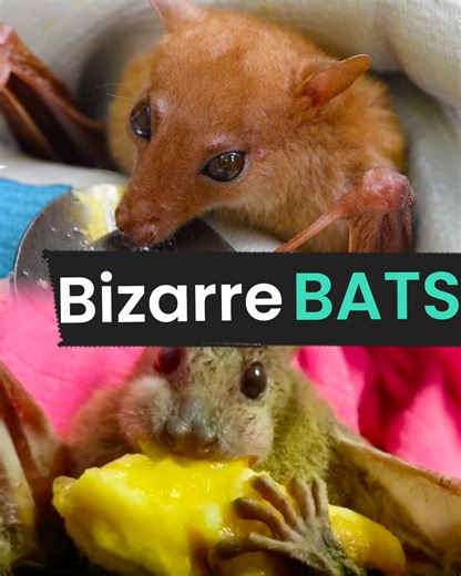 These Bats are beautiful and bizarre 🦇 ❤️ | Animal Antics