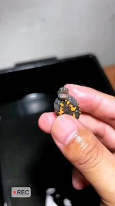 Very beautiful | All About Turtles