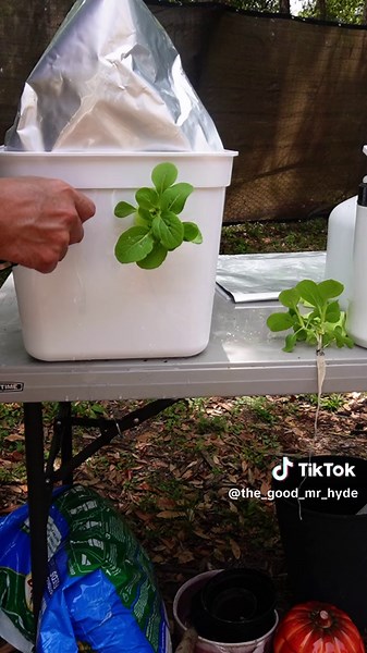 DIY Hydroponic System for Growing Squash