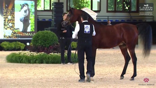 7.3K views · 162 reactions | ECAHO European Championship 2025 Colts 2 Years Old (Class 11) 1 st place for N 71 – ASAM EL SAID with a total score of 92.00! Asam El Said's details: Birth: 31/05/2023 (DE) Color: Bay Sire: EXAGON OS Dam: RANIYA OS Breeder: Asam Arabians - Axel Münz Owner: Hanaya Arabian Stud - Nayla Hayek Handler: FRANK SPÖNLE | Arabian Essence di Elvis Giughera | Facebook
