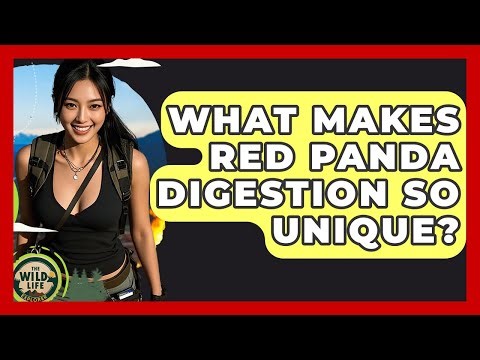 What Makes Red Panda Digestion So Unique? - The Wild Life Explorer