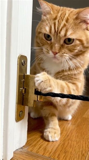 Day 119 Door Hinge Elastic Trap Launches Mouse Into Wall Corner