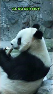 Panda Bear: History, Habitat, and Mysteries of a Chinese Treasure