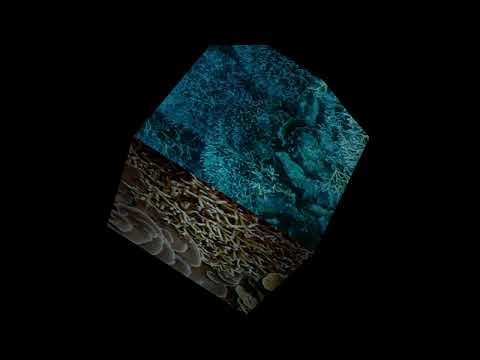 🫧 Holographic Coral Box – TouchDesigner