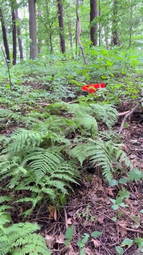 Camping Dog, playing leap log at the end emoji:vid: Video
