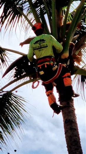 Trimming coconut palms in Hawaii #feelingbetternaturally