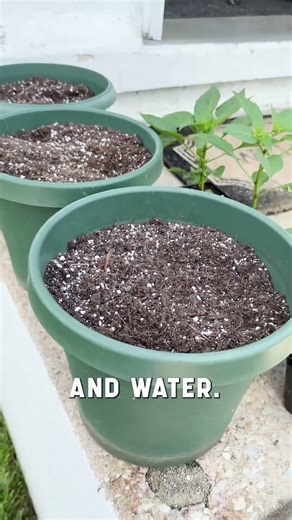The Ultimate Guide to Growing Vegetables in a container. #tomatoes #containergardening