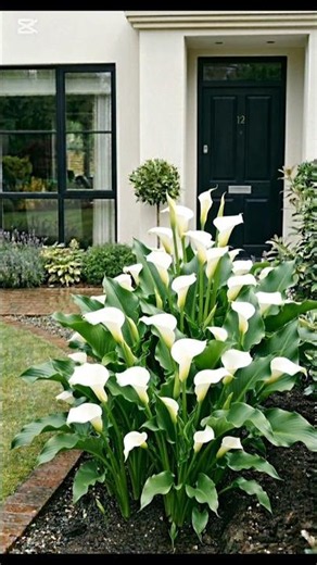 🌿 Amazing Garden Transformation | Planting White Calla Lilies Along a Luxury Walkway