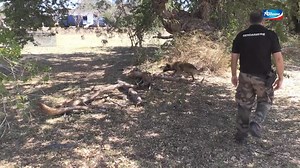 50K views · 638 reactions | [Reportage sur la brigade cynophile de la gendarmerie] Diffusé au JT de 12h30 sur Antenne Réunion vendredi 24 septembre, ce reportage sur le centre d'investigation cynophile de la gendarmerie de Saint-Paul met en lumière le travail et la technicité des maîtres et des chiens dans leurs missions opérationnelles. | Gendarmerie de La Réunion | Facebook