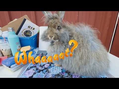 Giant Angora Rabbit Show Day | Kennewick WA Rabbit Show Recap & Funny Show Moments