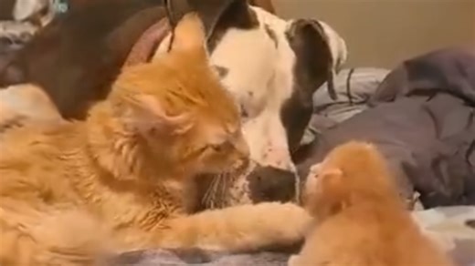 Dog soothes baby with gentle howls