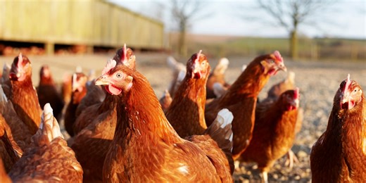 Everything to know about bird flu – from risks to symptoms