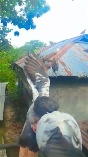 কবুতর যেমন মানুষকে খুব সহজেই বিশ্বাস করে। ঠিক এমন ভাবেই বিশ্বাস করেছিলাম #shotsvideo