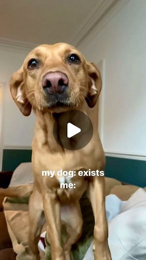 peggy + jess 🌈 on Instagram: "could the goblin be any cuter? 🤭✨ happy saturday lovely friends! I thought you might all be overdue a dose of the goblin and her big pink boop after missing our weekly monday post this week 🥹🐽 I wish you could all hang out with Peggy in real life and experience her funny goofy vibes for yourself 😂 I really do just love her so much! also - thank you all for the very lovely messages about our trip to Wales! I’m slowly getting back to you all! It makes me so happy