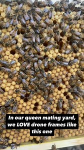 54 reactions | GOTTA GIVE THEM OPTIONS During a queens mating...