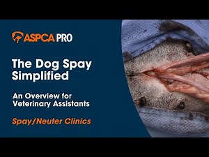 Spay/Neuter Surgery: The Dog Spay Simplified - An Overview for Veterinary Assistants