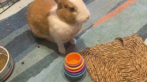 Stacking cups are an affordable and effortless way to provide entertainment, mental stimulation, and exercise for your bunnies. These vibrant plastic toddler toys can be stacked, knocked over, and tossed around for fun, keeping your pet engaged and active. Enhance the experience by hiding treats between the cups or underneath them, encouraging your rabbit to explore and forage. Interacting and playing with your pet while they enjoy the stacking cups can create a bonding experience between you an