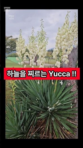 하늘로 솟아오른 흰 탑? 유카 | 천수란 | #헤이거기